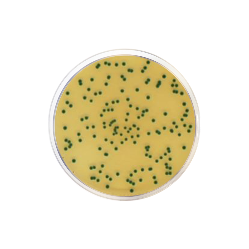 Chromogenic Cronobacter Isolation Agar Cci Iso Formato G