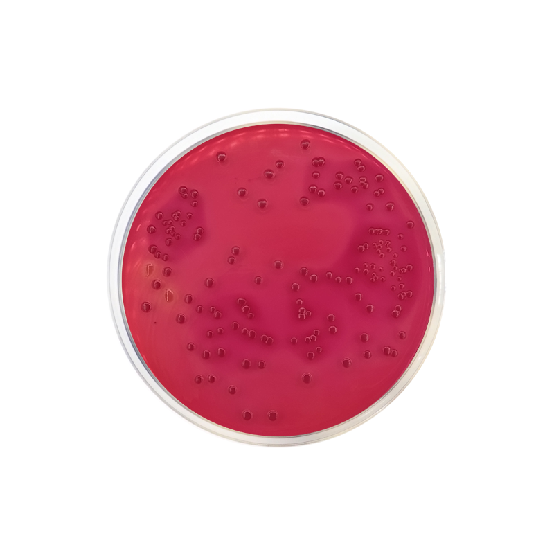 Desoxycholate Lactose Agar Formato 500 g