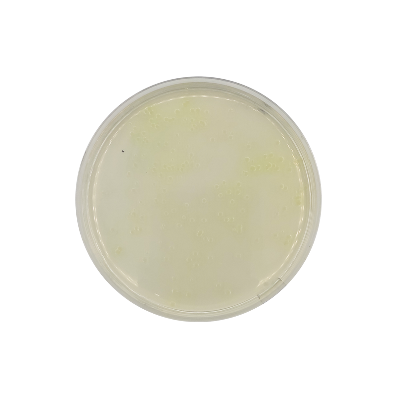 Medio King A Agar Pseudomonas P ISO Formato G